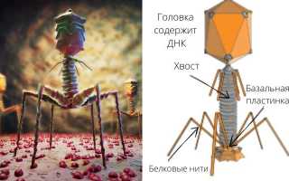 Бактериофаги: хорошо забытое старое лекарство в эпоху антибиотикорезистентности и новых вызовов