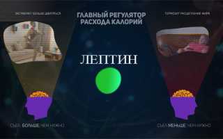 Лептин – гормон похудения и как его активировать для здоровья