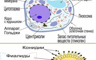 Кандидоз у мужчин. Причины, симптомы и признаки, лечение кандидоза, важные рекомендации
