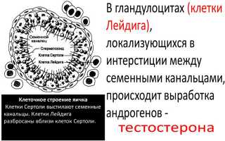 Тестостерон у мужчин, женщин и детей. Как поднять уровень тестостерона естественными способами?
