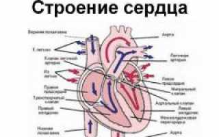 Легочное сердце. Причины, симптомы, признаки, диагностика и лечение патологии у пациентов