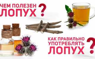 Лопух – здоровье у нас под ногами: самый полезный сорняк, как он действует на организм и его преимущества