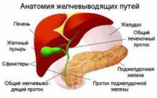 Полип желчного пузыря: причины, симптомы, диагностика, лечение и профилактика, важные аспекты