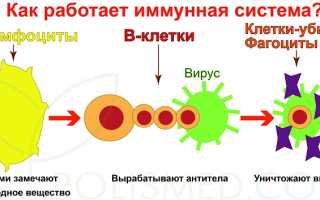 Аллергия — причины, симптомы, виды аллергии, первая помощь при аллергии, диагностика причины аллергии, лечение, анафилактический шок и профилактика заболеваний