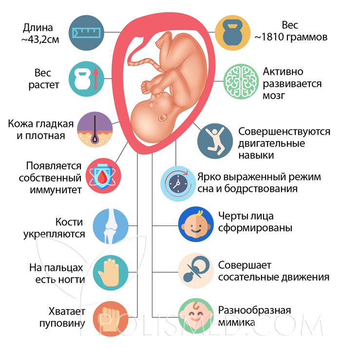 что происходит с плодом на 33 неделе