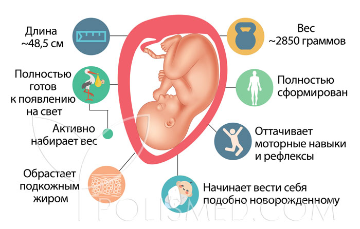 плод на 37 неделе беременности