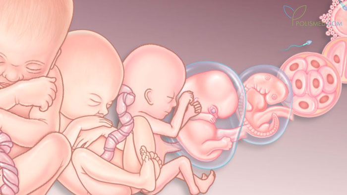 стадии развития плода