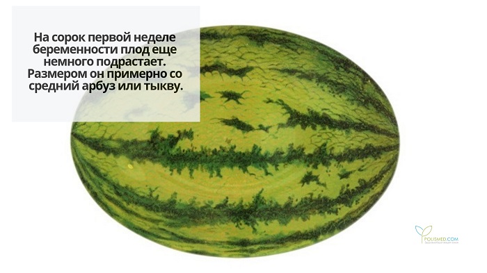 Арбуз
