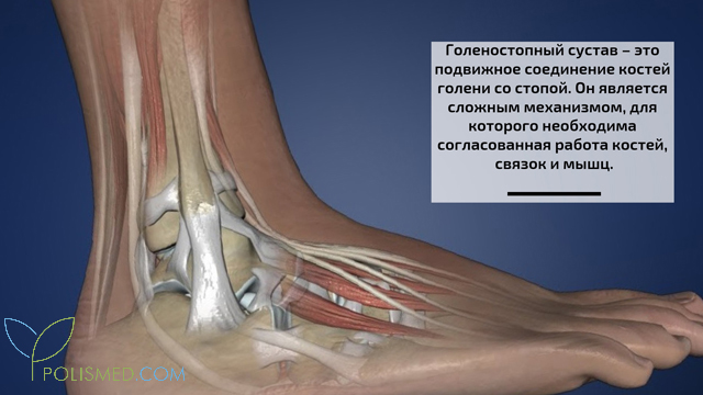 Анатомия голеностопного сустава