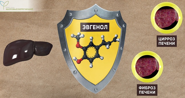 защита печени