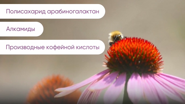 что в эхинацее укрепляет иммунитет