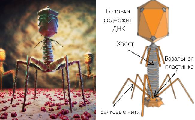 бактериофаги