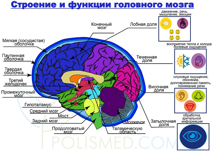 строение и функции головного мозга