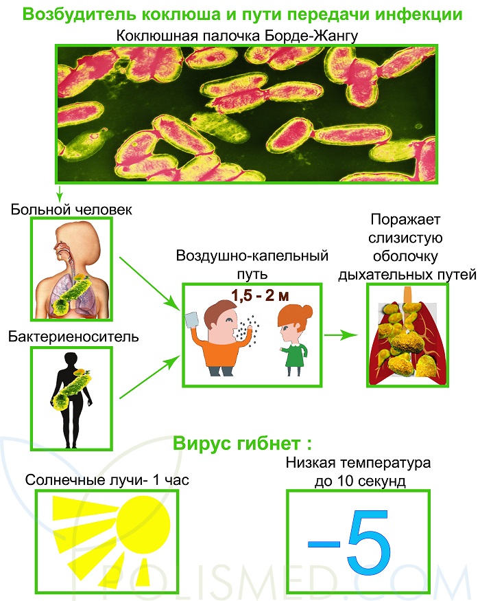 Возбудитель коклюша