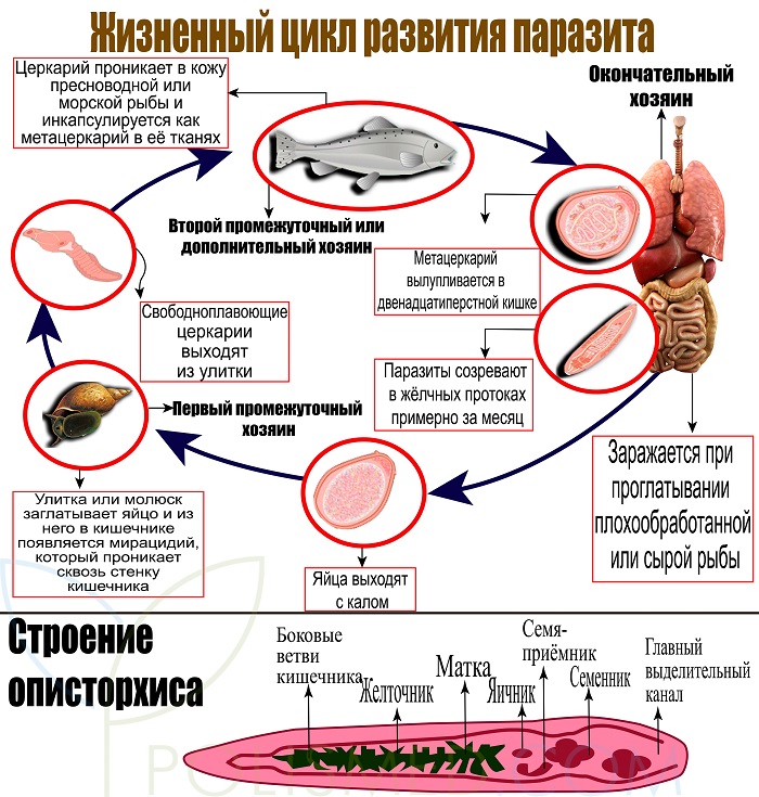Жизненный цикл развития паразита