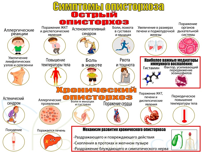 Симптомы описторхоза