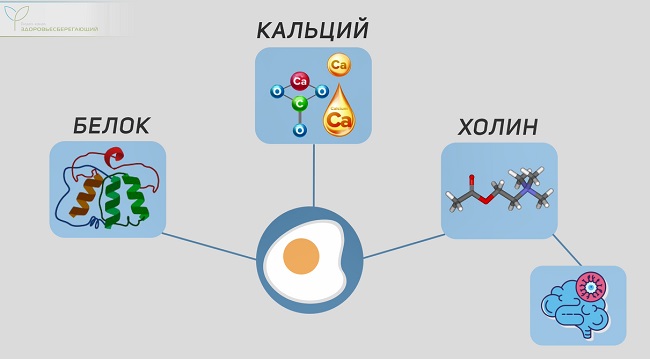 яйца
