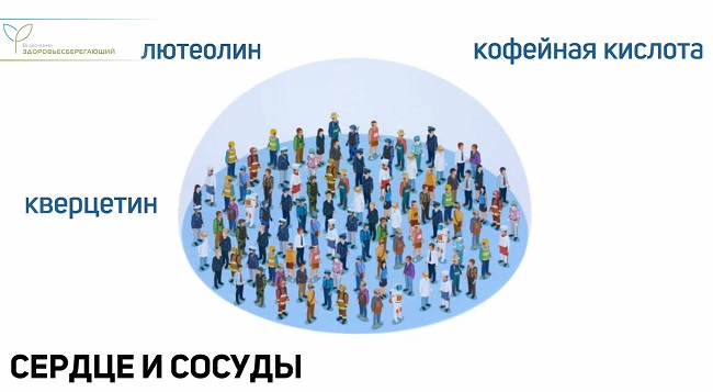 Сердце и сосуды