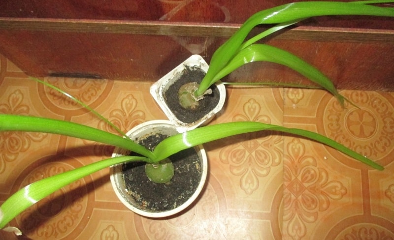 Индийский лук