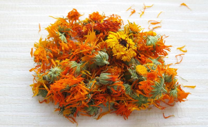 Цветки календулы