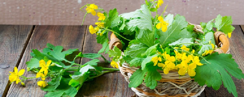 Чистотел и прополис