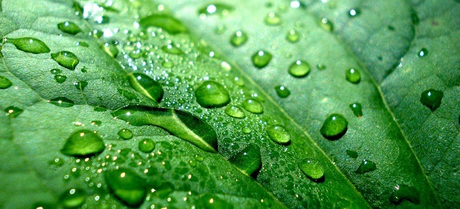 целебные свойства подорожника