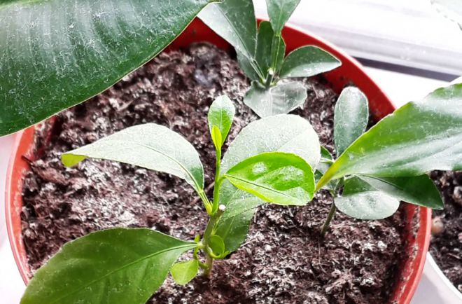 чем подкармливать апельсиновое дерево чем подкармливать апельсиновое дерево