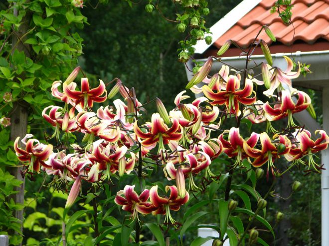 Где посадить лилии на садовом участке Где посадить лилии на садовом участке