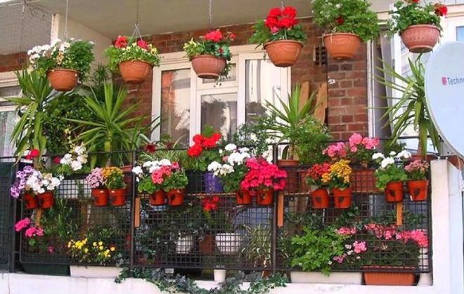 маттиола в ландшафтном дизайне балкон маттиола в ландшафтном дизайне балкон