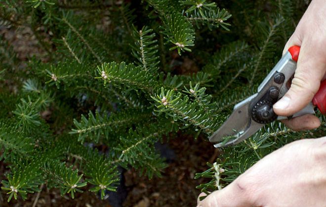 пихта сибирская вечнозеленое растение пихта сибирская вечнозеленое растение