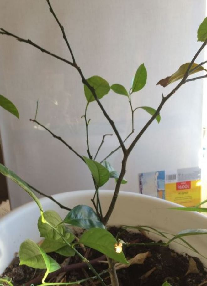 почему опадают листья у комнатного лимона почему опадают листья у комнатного лимона