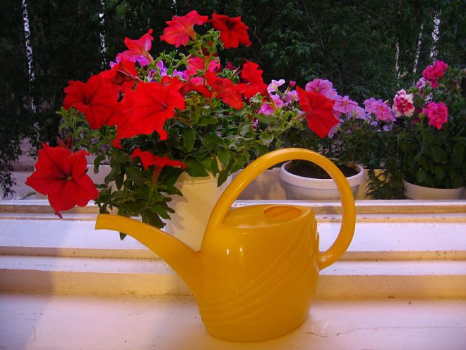 выращивание петуньи полив выращивание петуньи полив