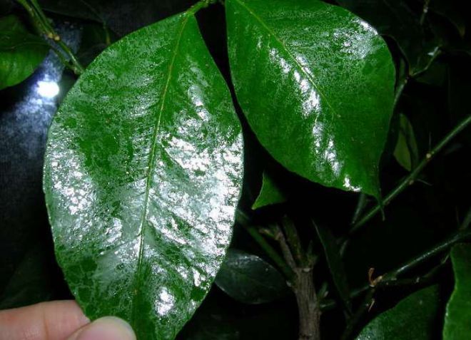 болезни комнатного лимона липкие листья болезни комнатного лимона липкие листья