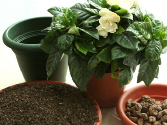 Грунт для гардении Грунт для гардении