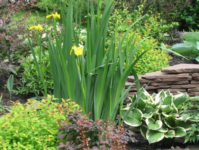 ирисы боллотные на клумбах ирисы боллотные на клумбах