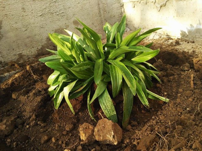 Как садить садовую лилию Как садить садовую лилию