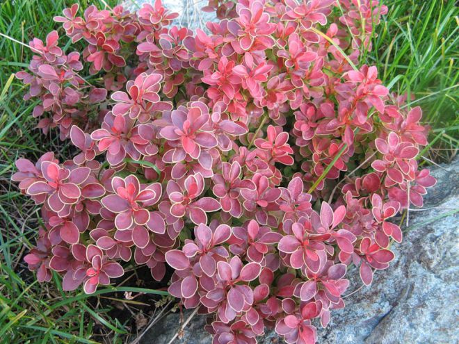 кустарники для альпийской горки кустарники для альпийской горки