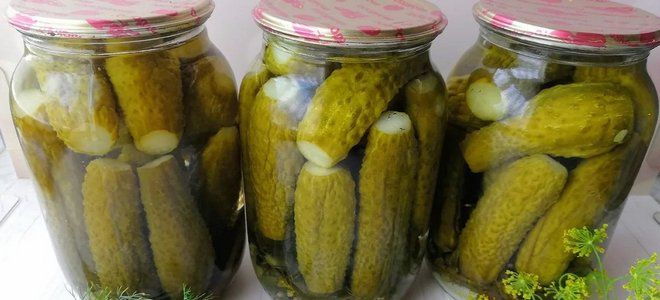 маринованные огурцы с базиликом на зиму маринованные огурцы с базиликом на зиму