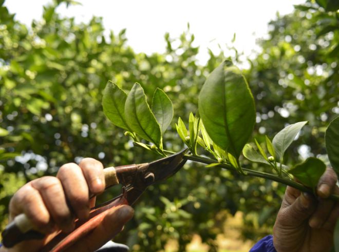 обрезка апельсинового дерева обрезка апельсинового дерева