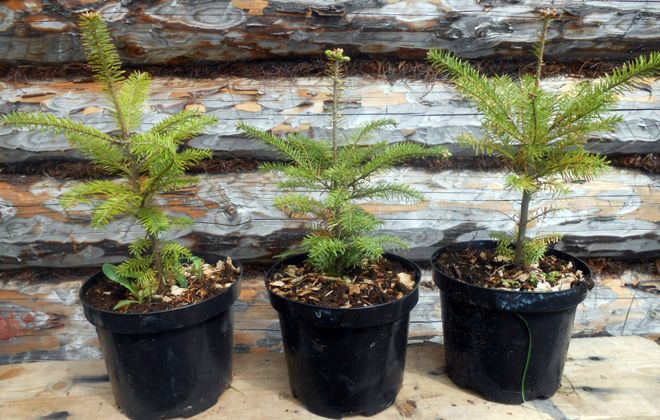 пихта сибирская в горшке пихта сибирская в горшке