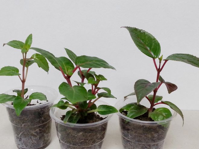 Почва для фуксии в домашних условиях Почва для фуксии в домашних условиях