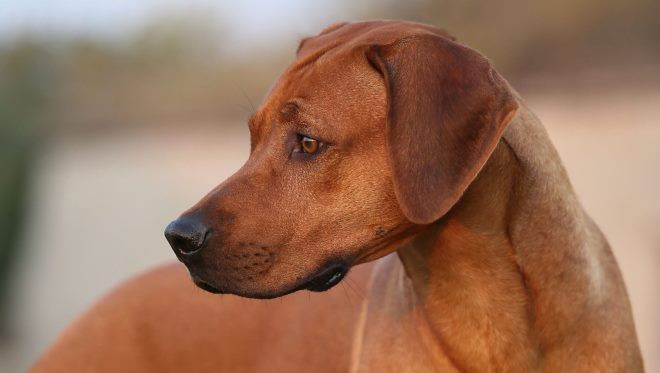 уход и содержание родезийского риджбека уход и содержание родезийского риджбека