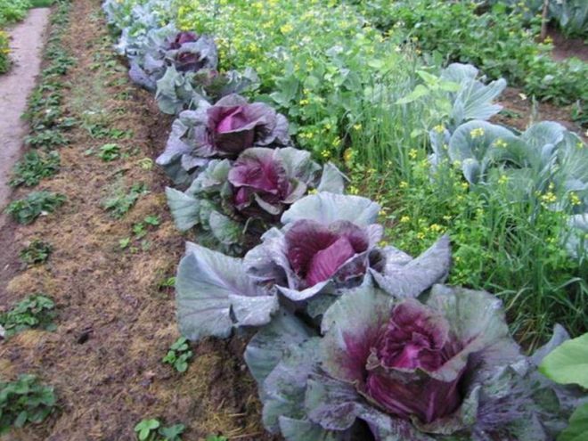 Что можно посадить рядом с капустой Что можно посадить рядом с капустой