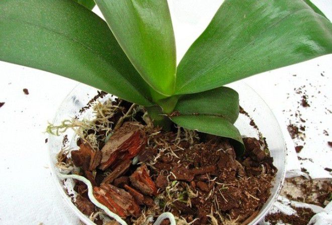 Грунт для орхидей Фаленопсис Грунт для орхидей Фаленопсис