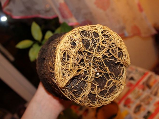 как пересаживать апельсиновое дерево как пересаживать апельсиновое дерево