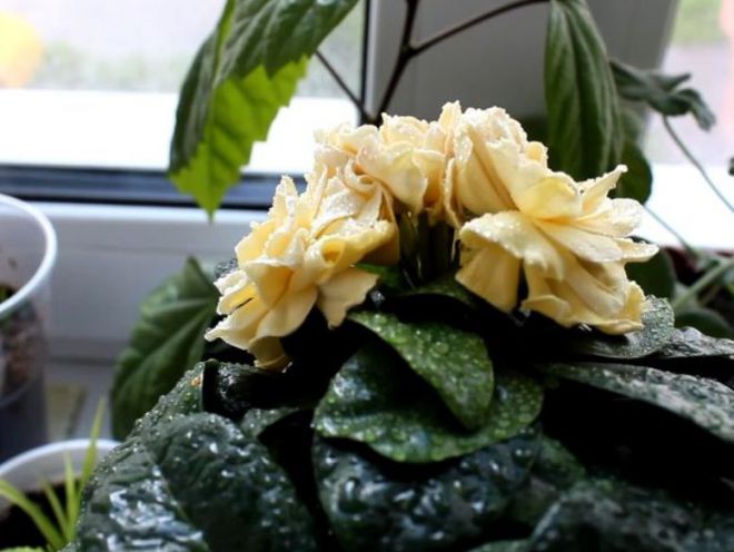 Как поливать гардению Как поливать гардению