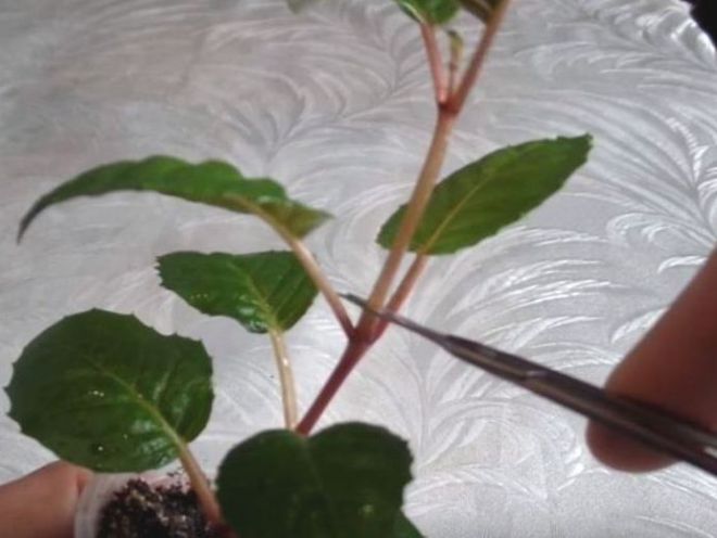 Прищипывание фуксии в домашних условиях Прищипывание фуксии в домашних условиях