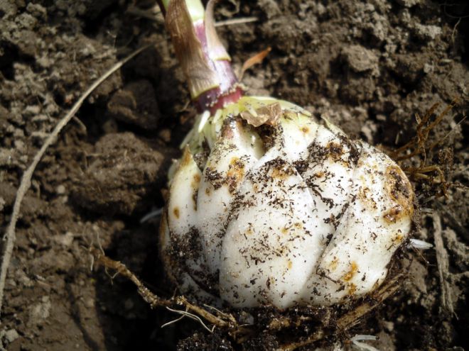 Садовые растения лилии - сроки посадки Садовые растения лилии - сроки посадки