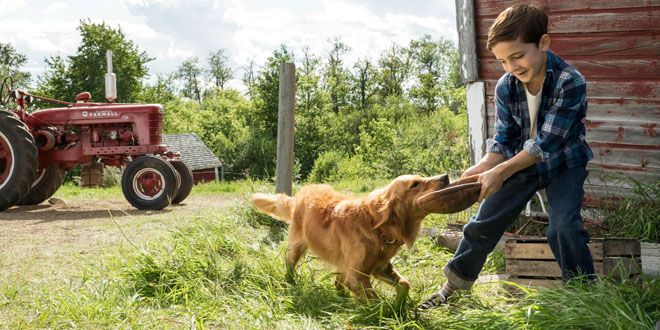 собачья жизнь собачья жизнь