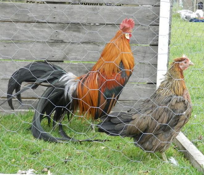 тотенко тотенко